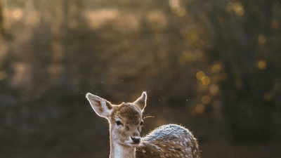 Abs - professional stock photography
