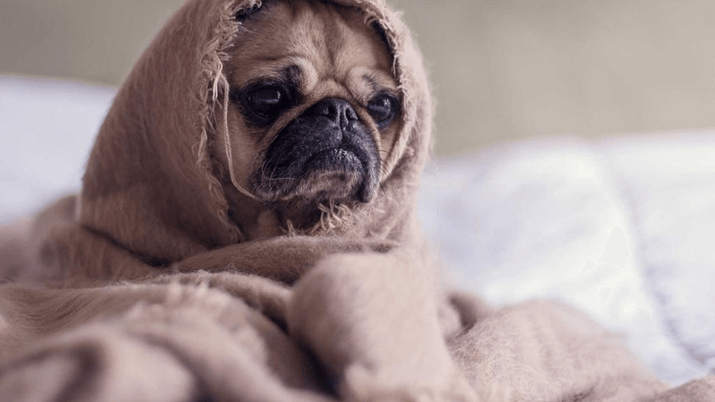 Dumbbell - professional stock photography