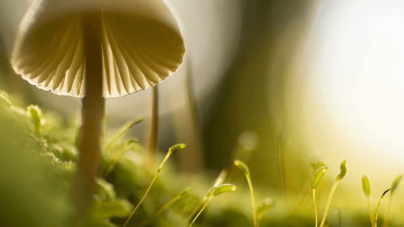 Pullup - professional stock photography