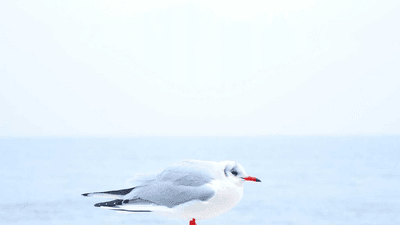 Pushup - professional stock photography