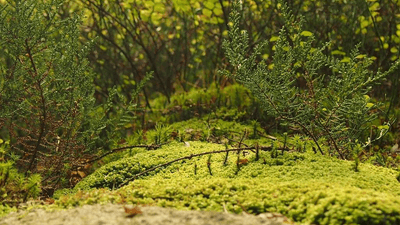 Pushup - professional stock photography