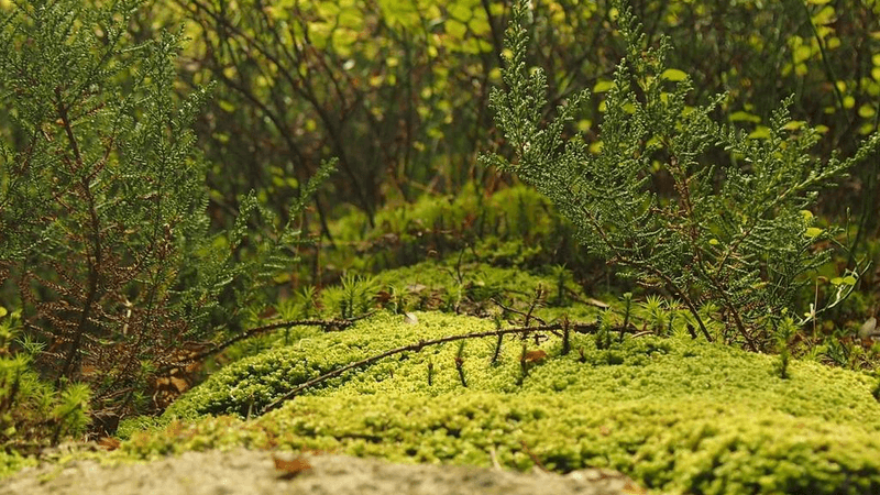 Pushup - professional stock photography