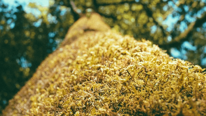 Swimming - professional stock photography